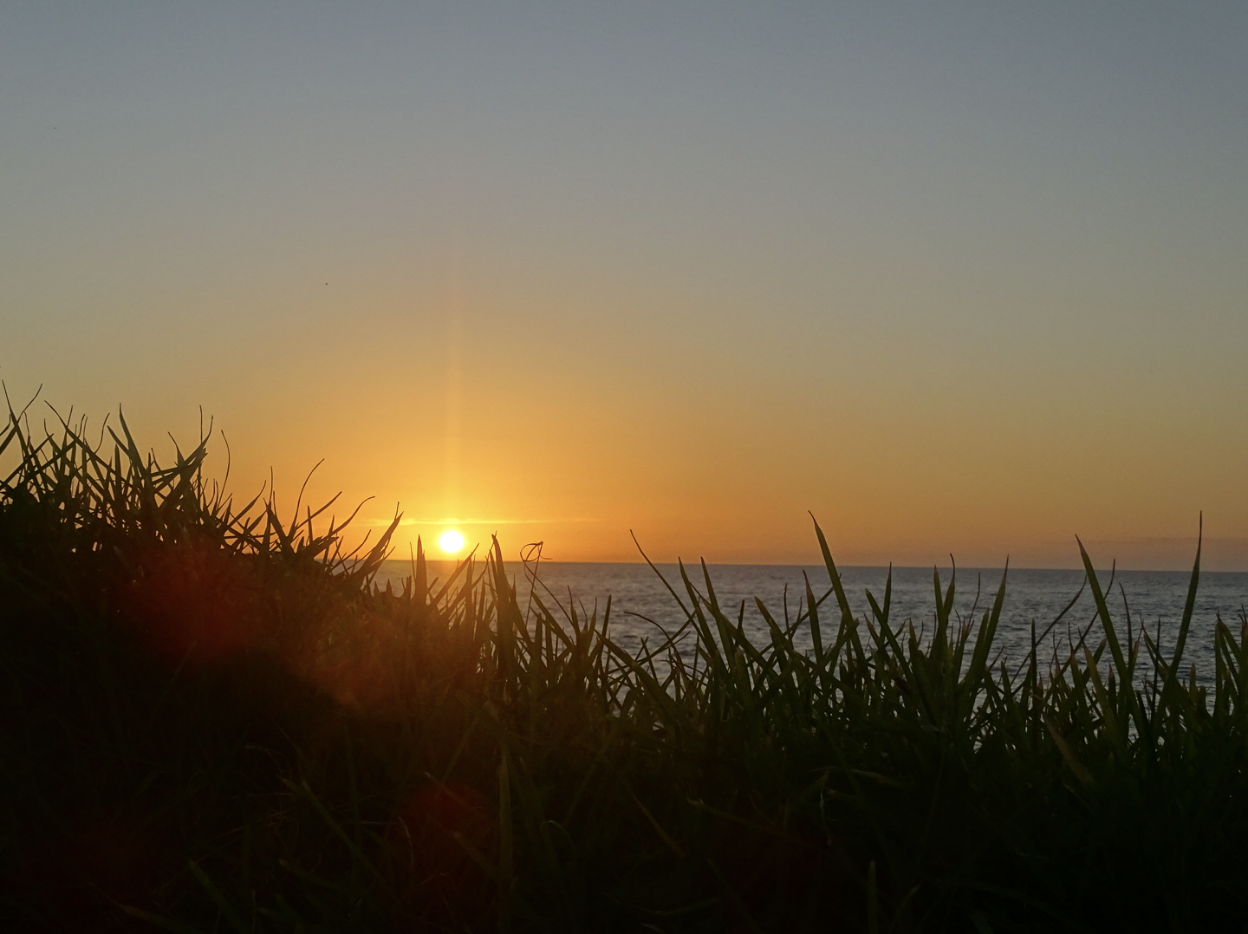 Sunset over the ocean framed by tall grass